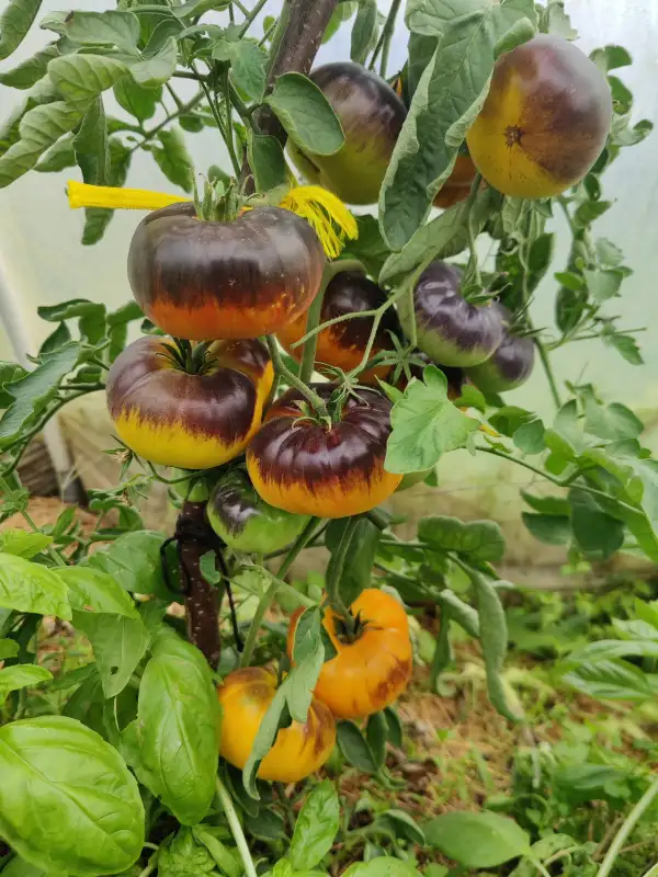 Tomaten: Yellow Dragon