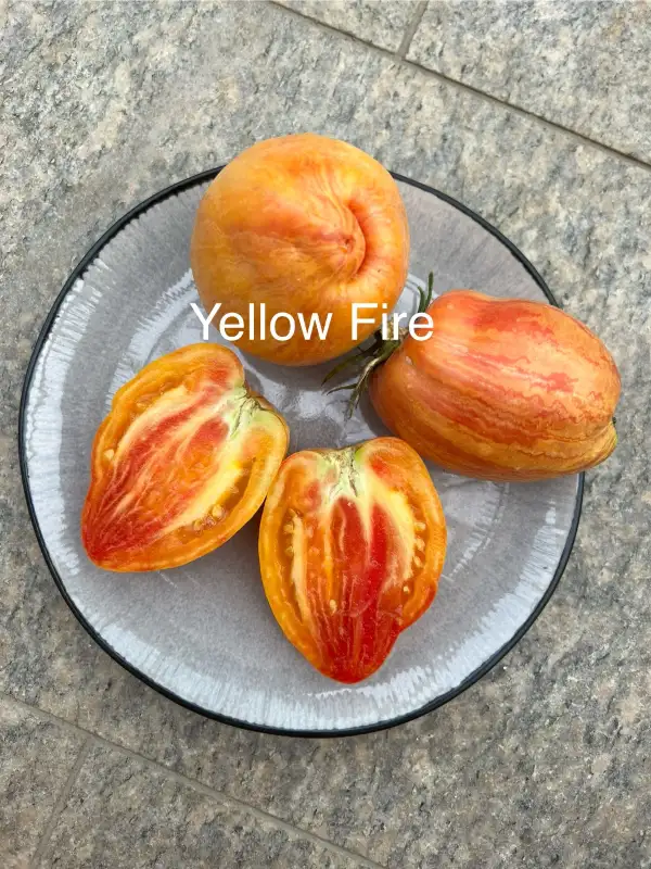 Tomaten: Yellow Fire