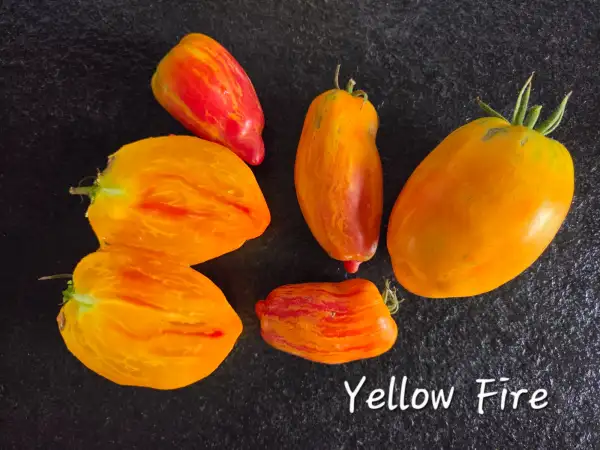 Tomaten: Yellow Fire