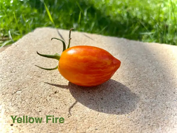 Tomaten: Yellow Fire
