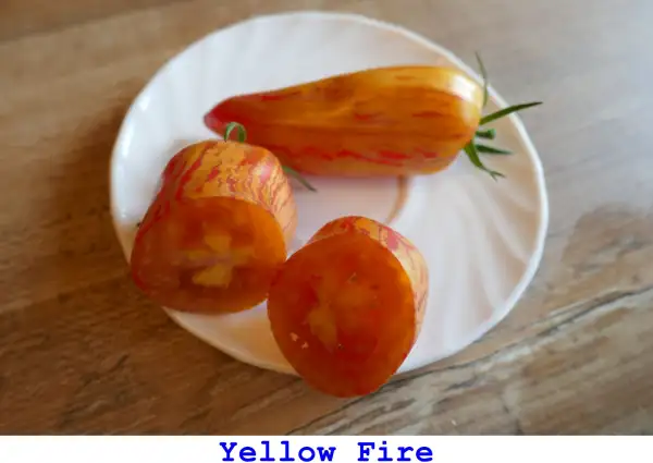 Tomaten: Yellow Fire
