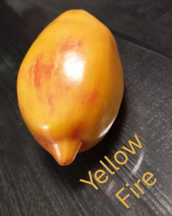 Tomaten: Yellow Fire