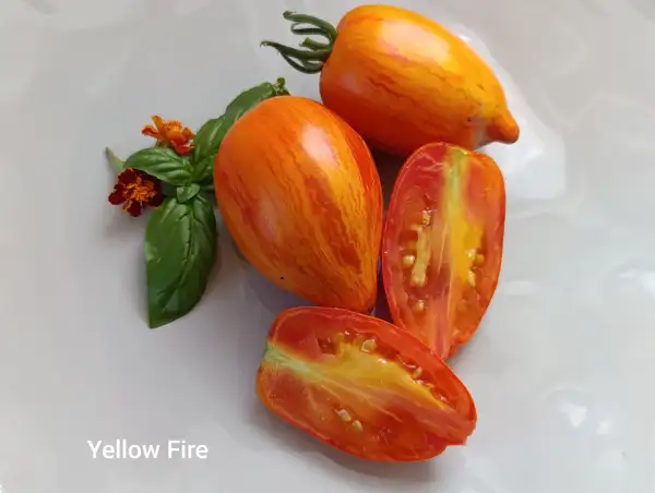 Tomaten: Yellow Fire
