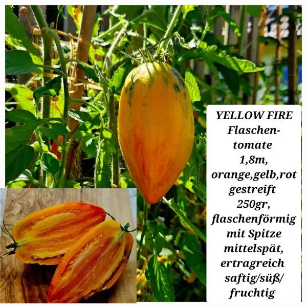 Tomaten: Yellow Fire