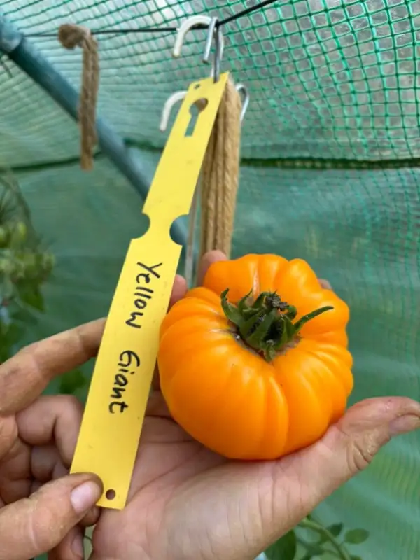 Tomaten: Yellow Giant