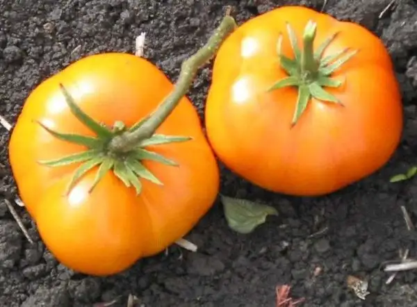 Tomaten: Yellow Giant