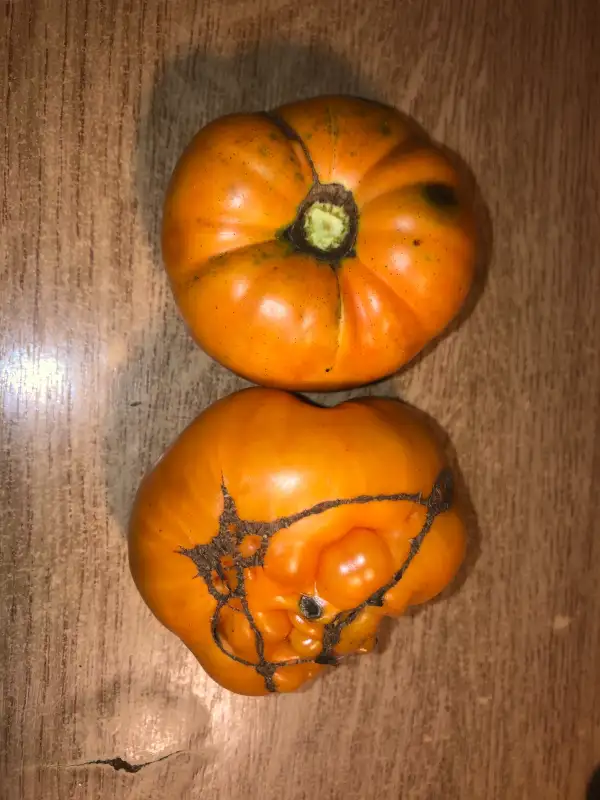 Tomaten: Yellow Giant Belgium