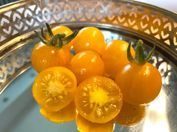 Tomaten: Yellow Grape