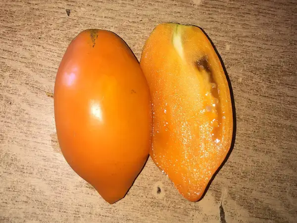 Tomaten: Yellow Kenigsberg