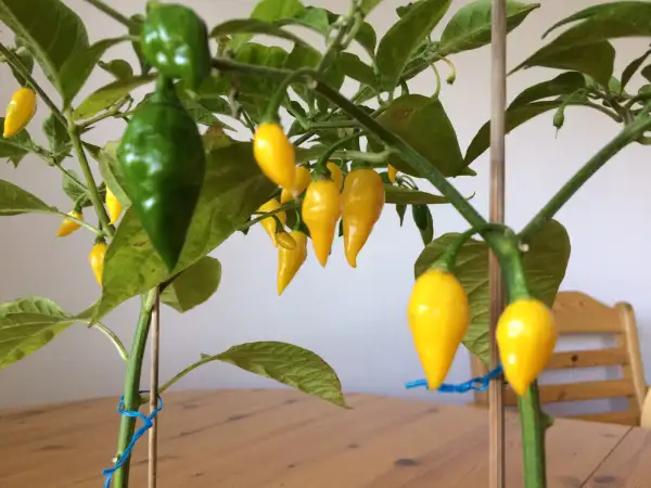 Chili / Paprika: Yellow Lemon