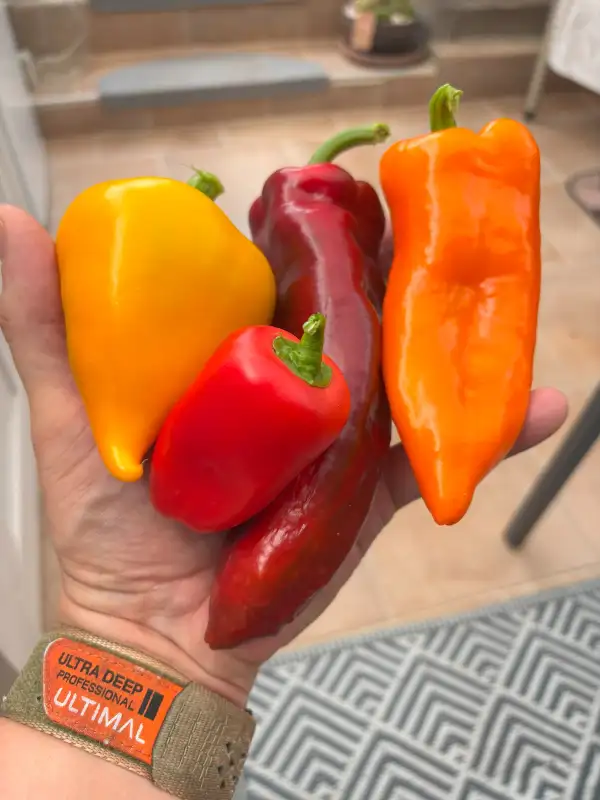 Chili / Paprika: Yellow/Orange Lesya (Paprika) links auf dem Foto