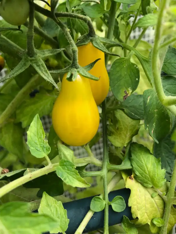 Tomaten: Yellow Pear
