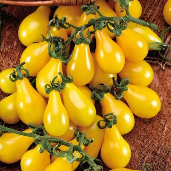 Tomaten: Yellow Pear