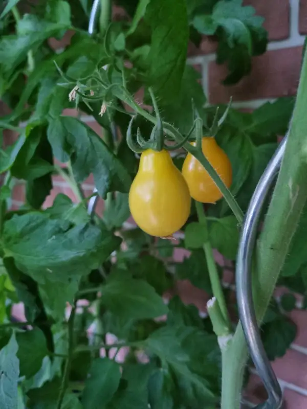 Tomaten: Yellow Pear Drops