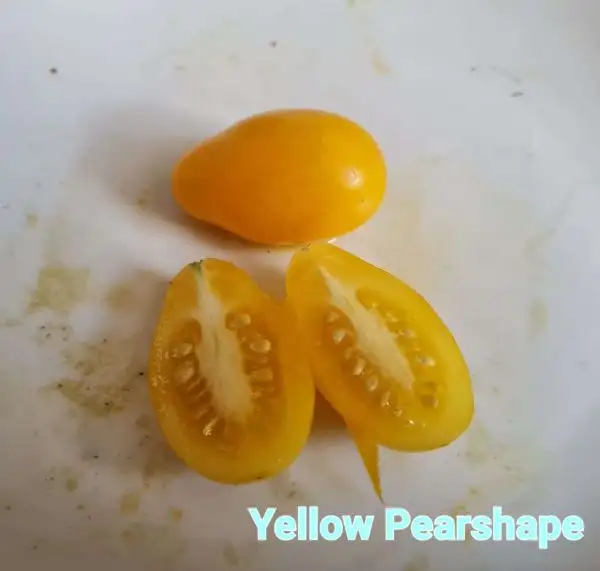 Tomaten: Yellow Pearshape