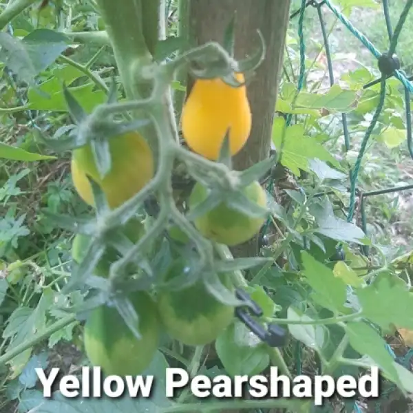 Tomaten: Yellow Pearshaped (2022)