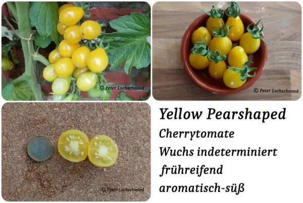 Tomaten: Yellow Pearshaped