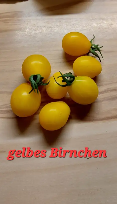 Tomaten: Yellow Pearshaped