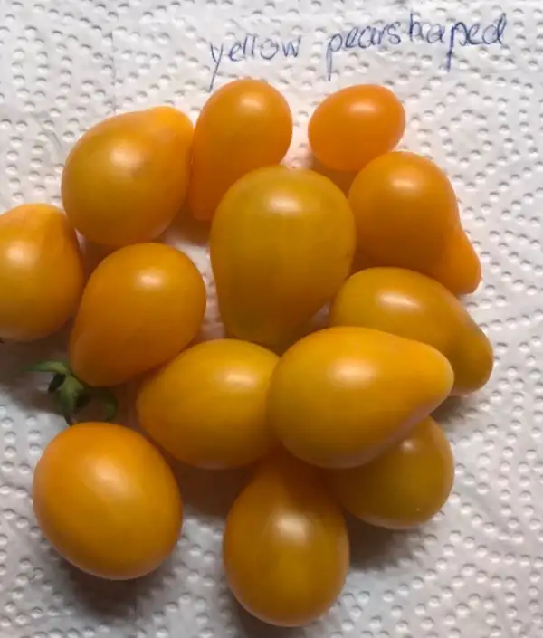 Tomaten: Yellow Pearshaped