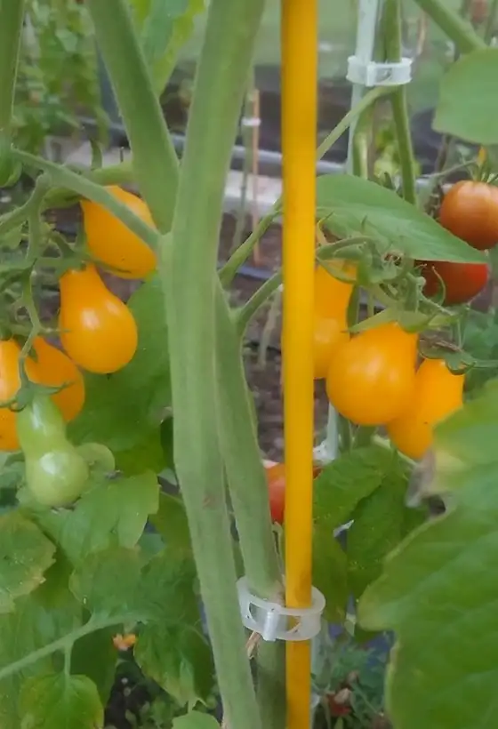 Tomaten: Yellow Pearshaped