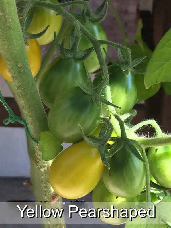 Tomaten: Yellow Pearshaped