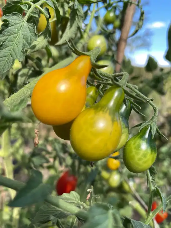 Tomaten: Yellow Pearshaped / Birnenförmige Gelbe