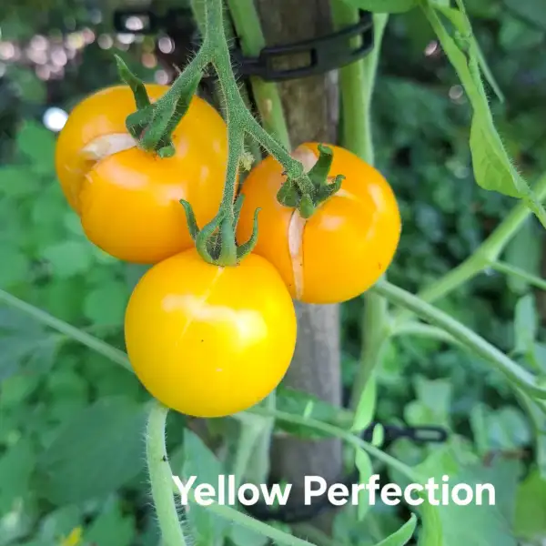 Tomaten: Yellow Perfection