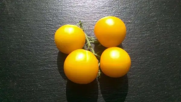 Tomaten: Yellow Perfection