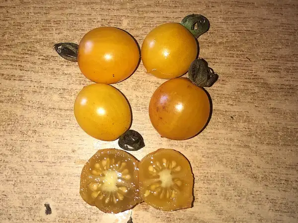 Tomaten: Yellow Quartz Multiflora