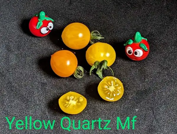 Tomaten: Yellow Quartz Multiflora