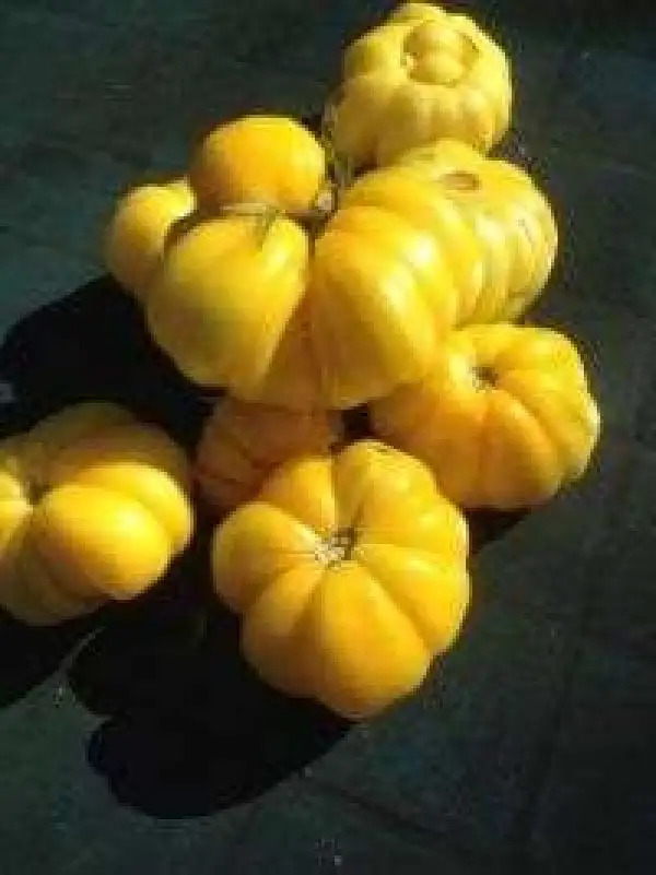 Tomaten: Yellow Ruffled