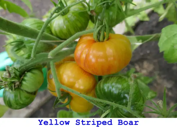 Tomaten: Yellow Striped Boar