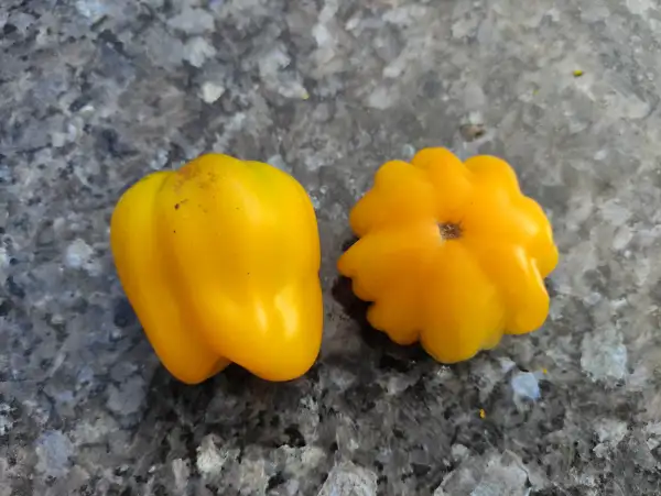 Tomaten: Yellow Stuffer