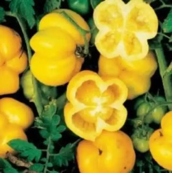 Tomaten: Yellow Stuffer