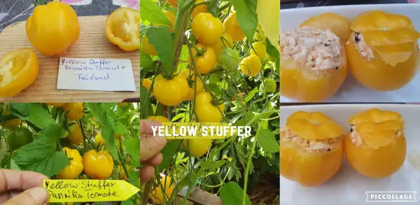 Tomaten: Yellow Stuffer