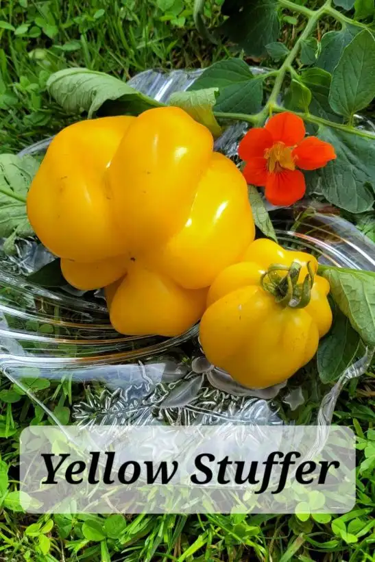 Tomaten: Yellow Stuffer