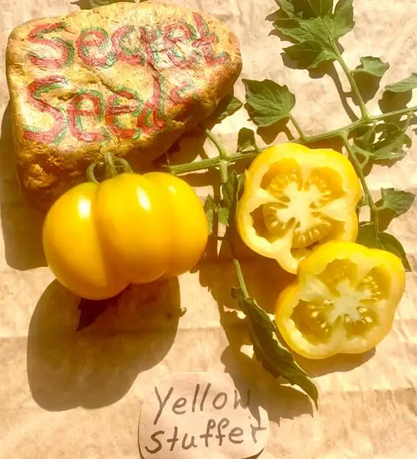 Tomaten: Yellow Stuffer