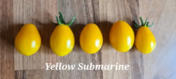 Tomaten: Yellow Submarine