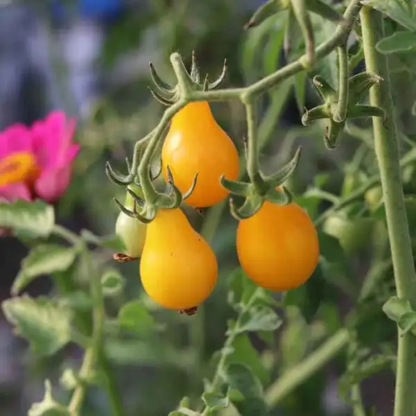 Tomaten: Yellow Submarine