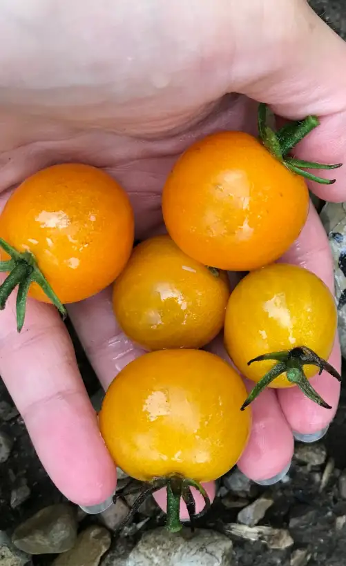 Tomaten: Yellow Submarine
