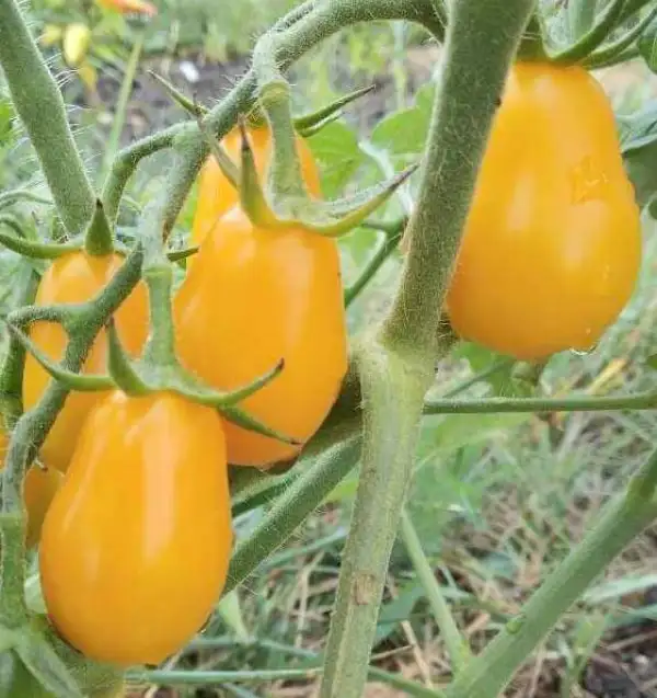 Tomaten: Yellow Submarine