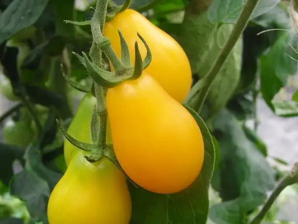 Tomaten: Yellow Submarine