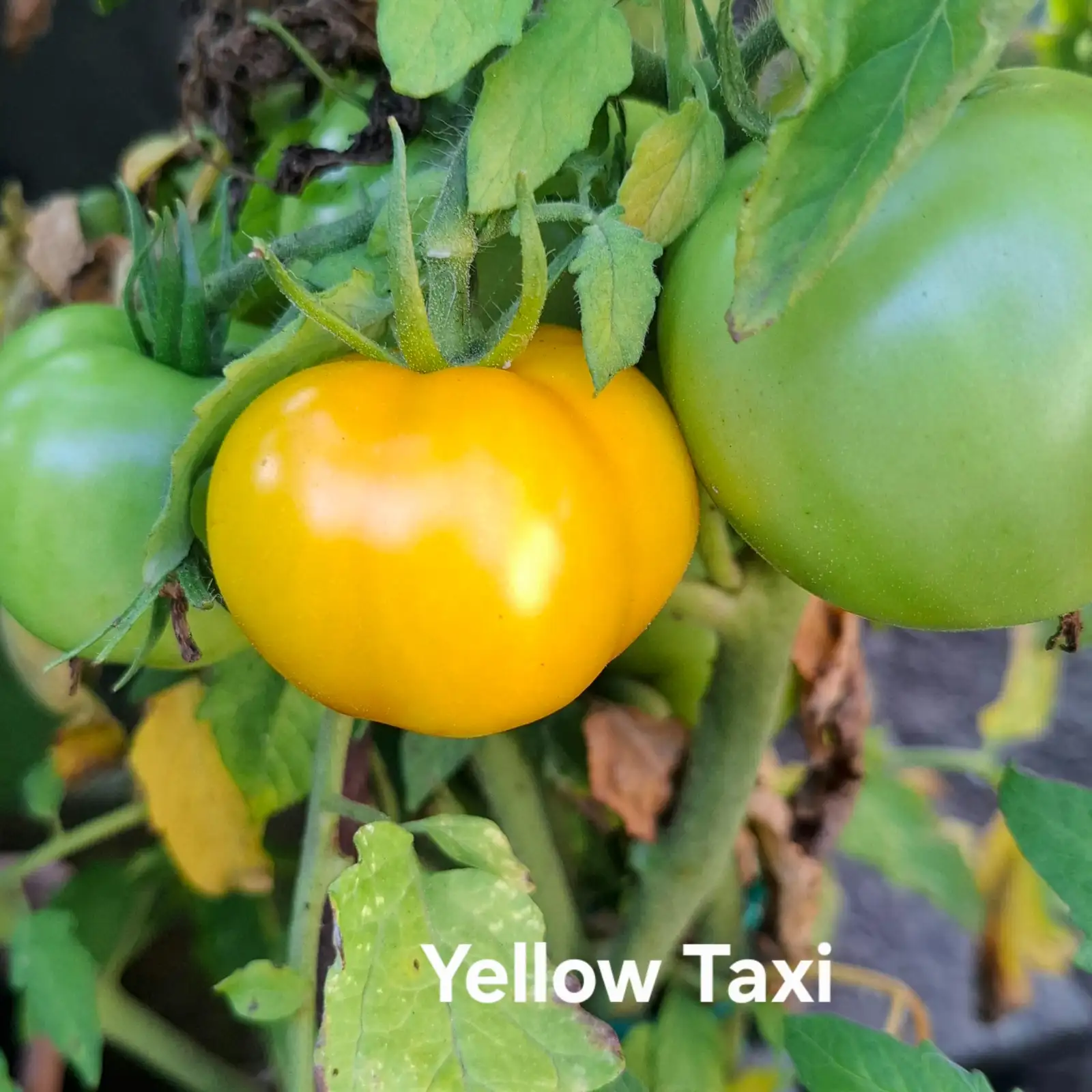 Tomaten: Yellow Taxi