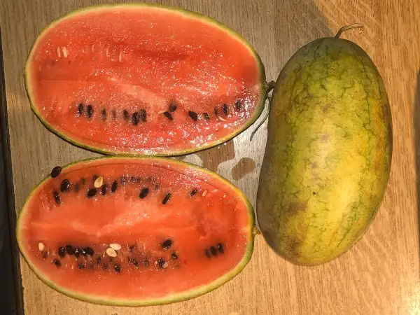 Melonen: Yellow Wonder wassermelone