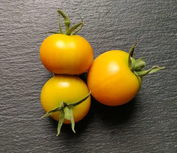 Tomaten: Yellow Zebra