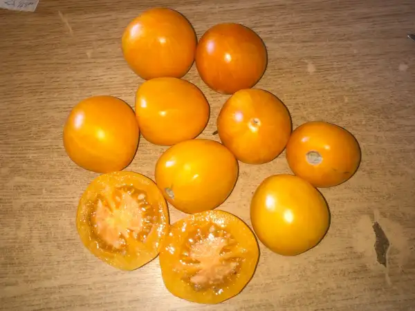Tomaten: Yellow Zebra