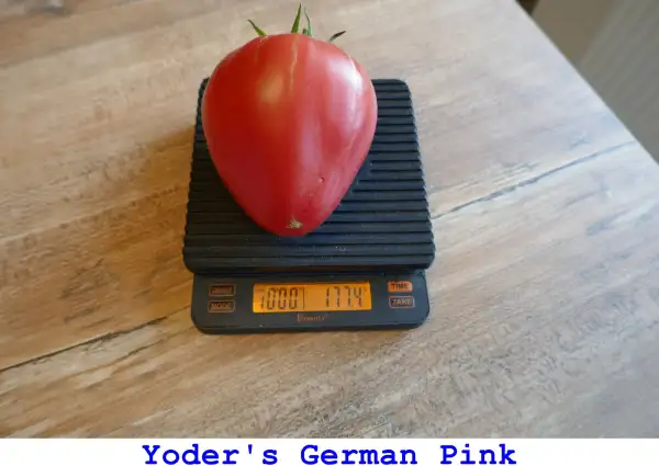 Tomaten: Yoder’s German Pink