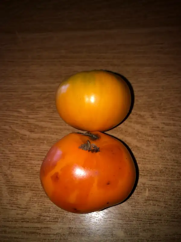 Tomaten: Yoder