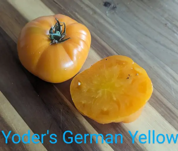 Tomaten: Yoder