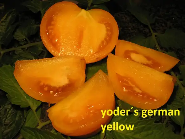 Tomaten: Yoder´s german yellow